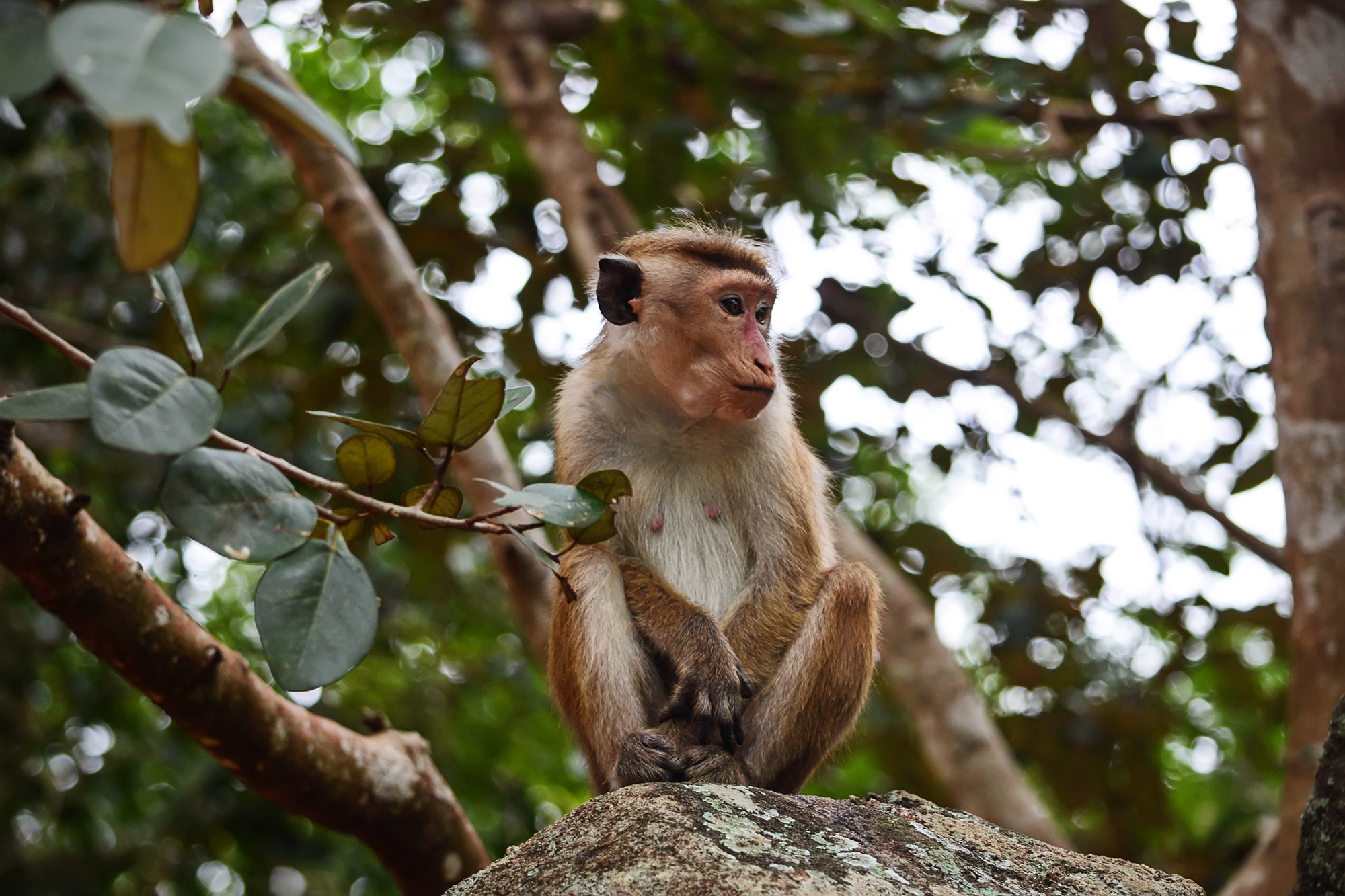 Lonely monkey Ceylon macaque on the rock