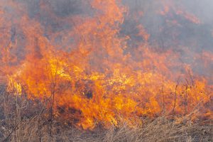 Red Flame of Fire with Different Figures on Background Burning Dry Grass in Spring Forest