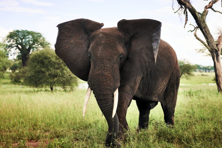 Shot of elephant in Africa