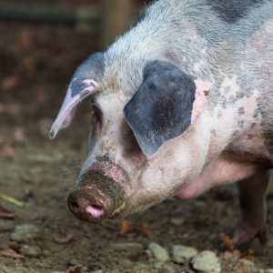 Pig on a farm