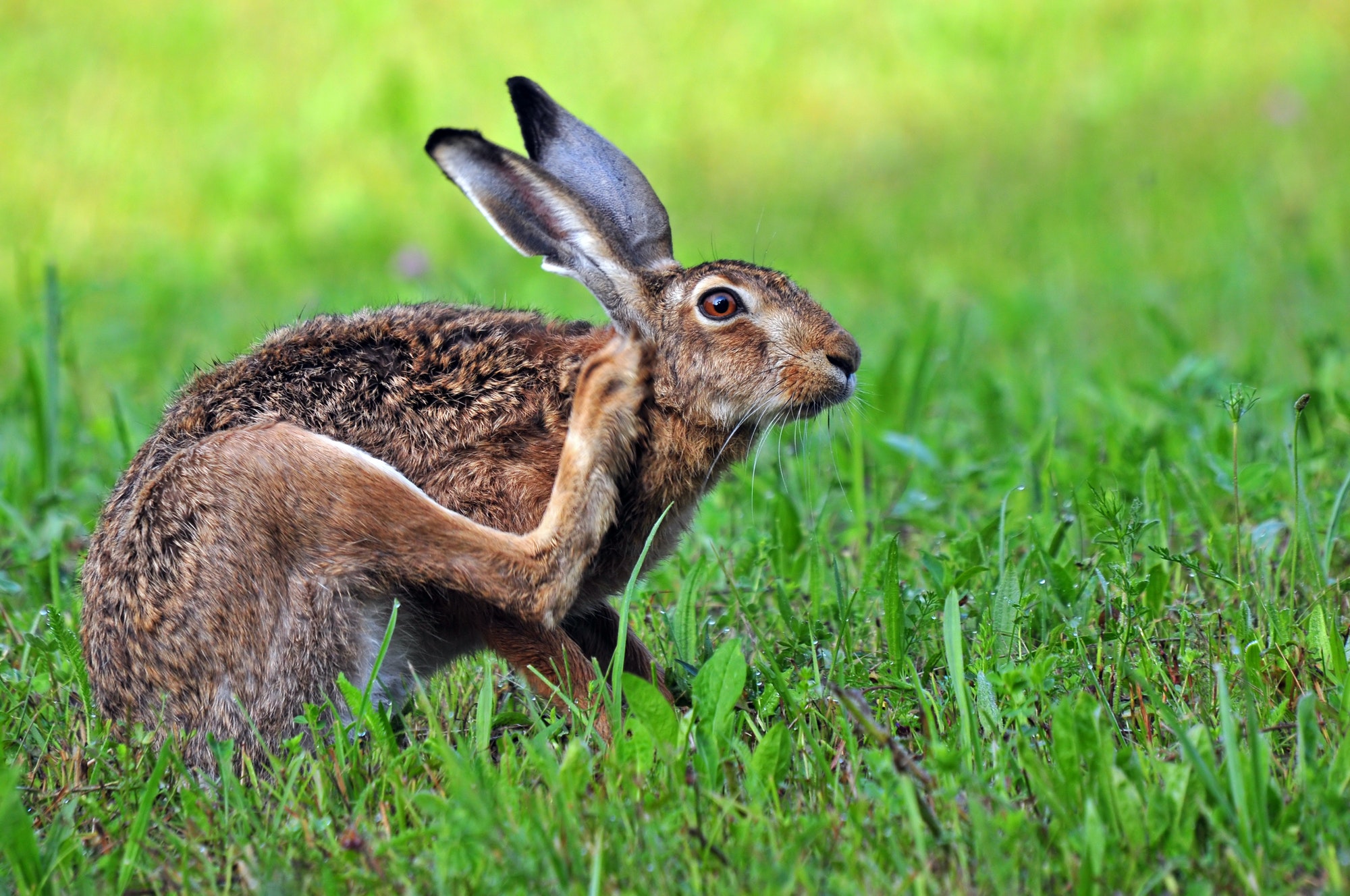 Brown hare scratching it's head