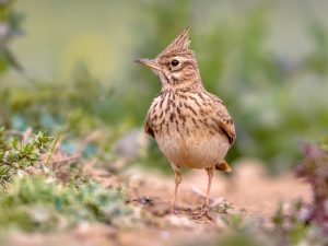 Crested lark front view