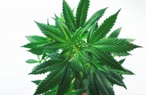 Full frame Overhead shot of Cannabis plant against white backdrop