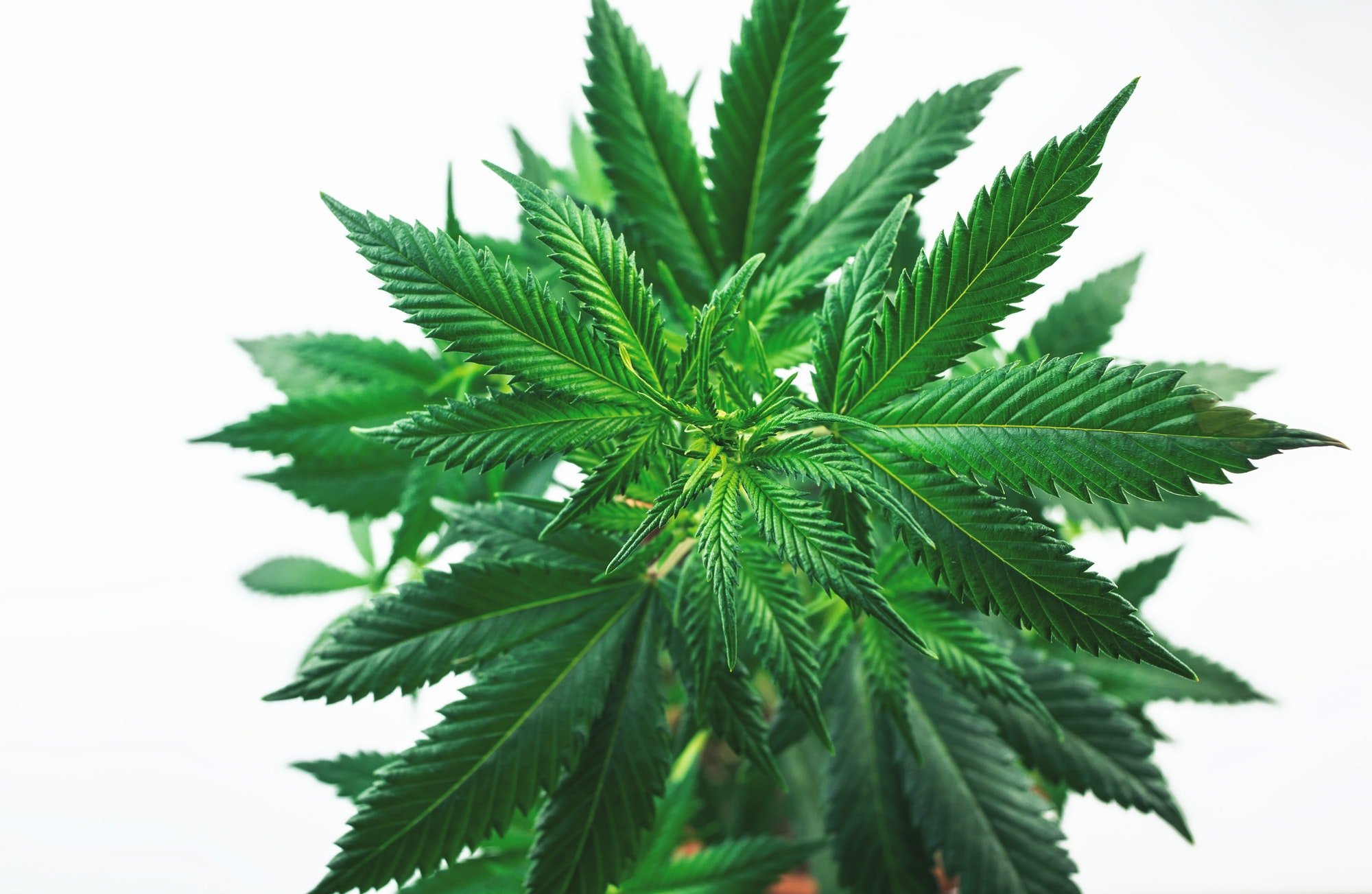 Full frame Overhead shot of Cannabis plant against white backdrop